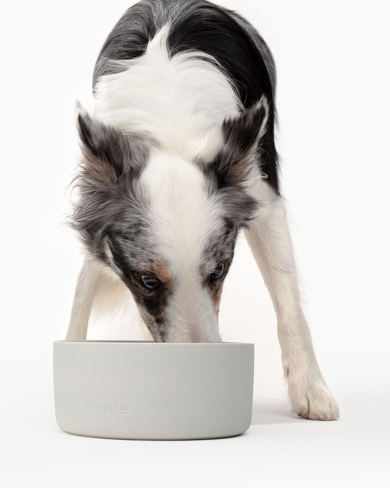 Fable Pet Bowl