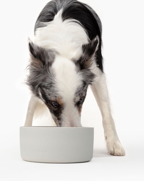Fable Pet Bowl
