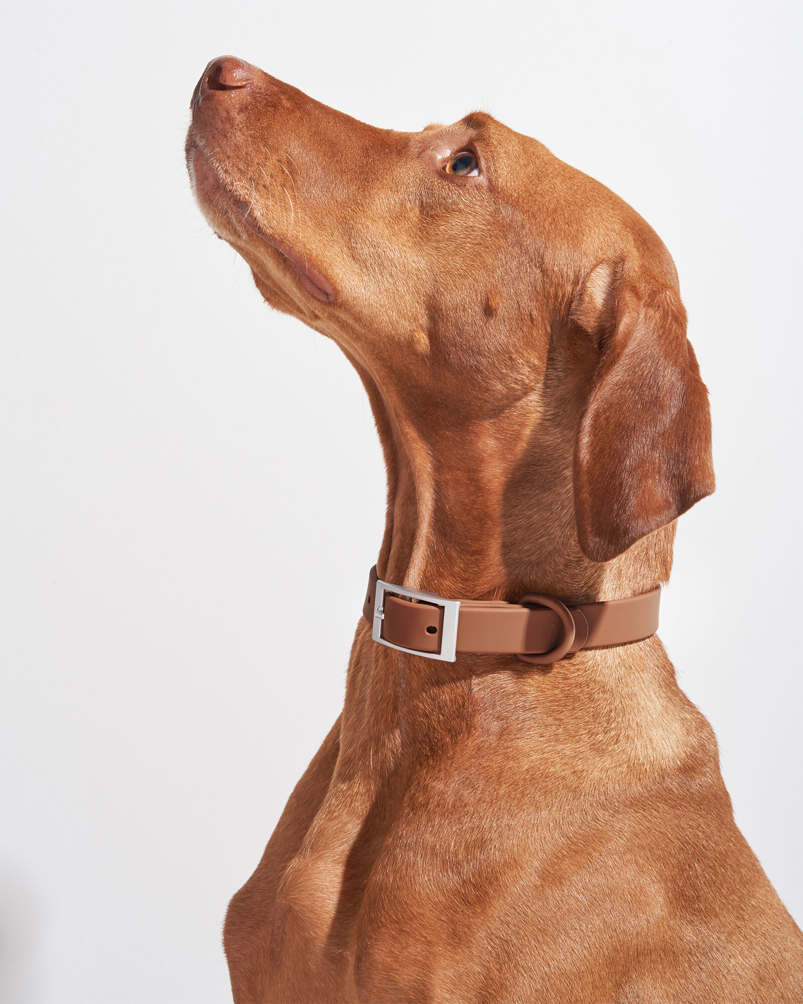 Wild One Collar