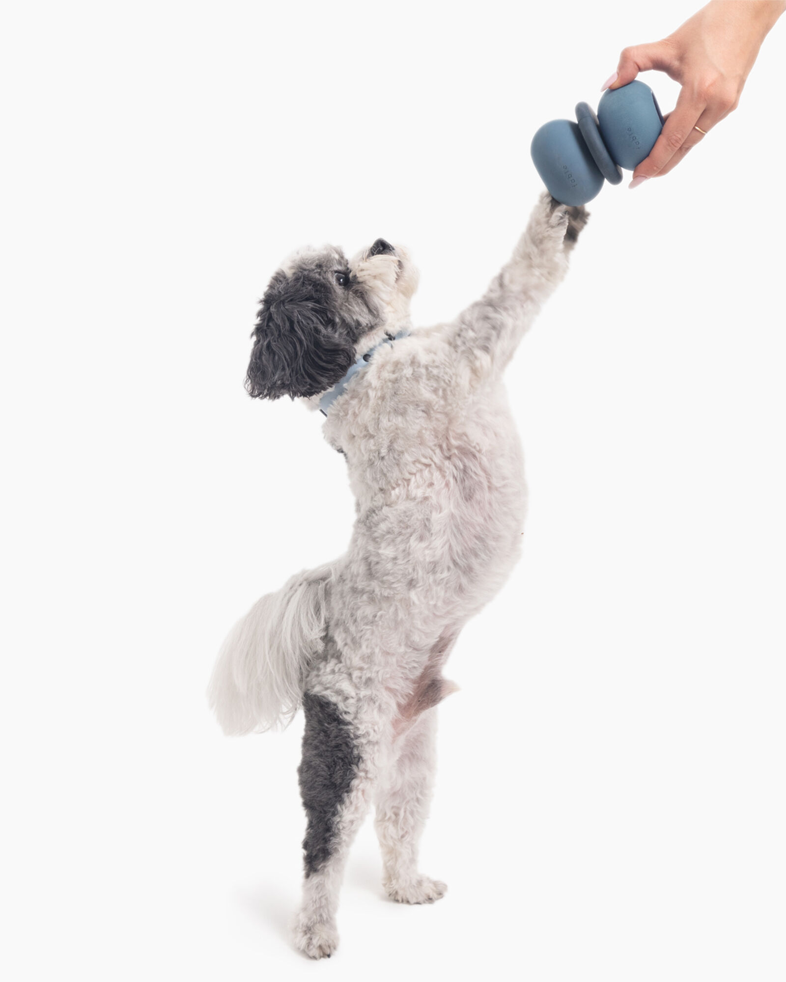 Fable Armadillo&trade; Pet Toy