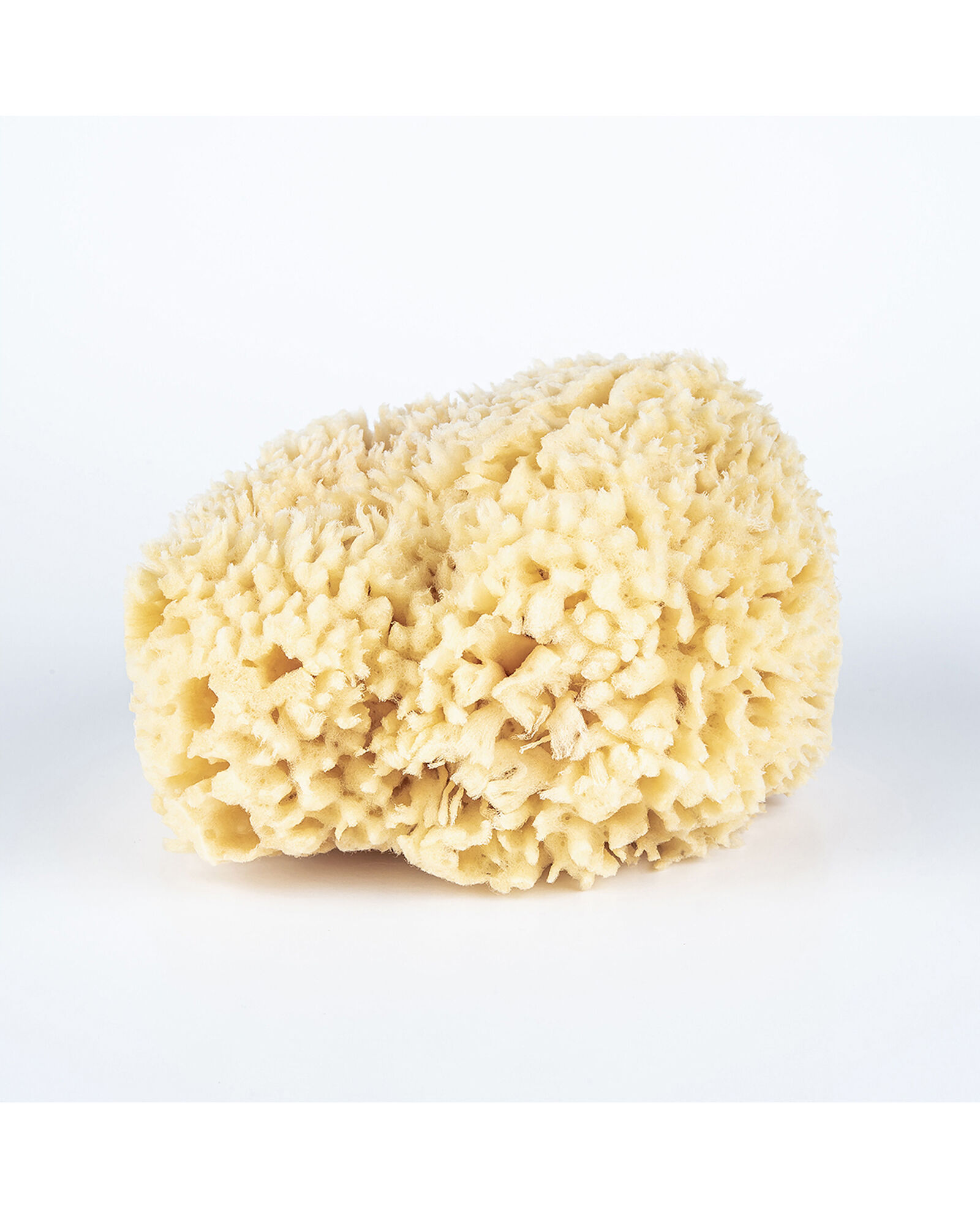Baudelaire Large Wool Sponge