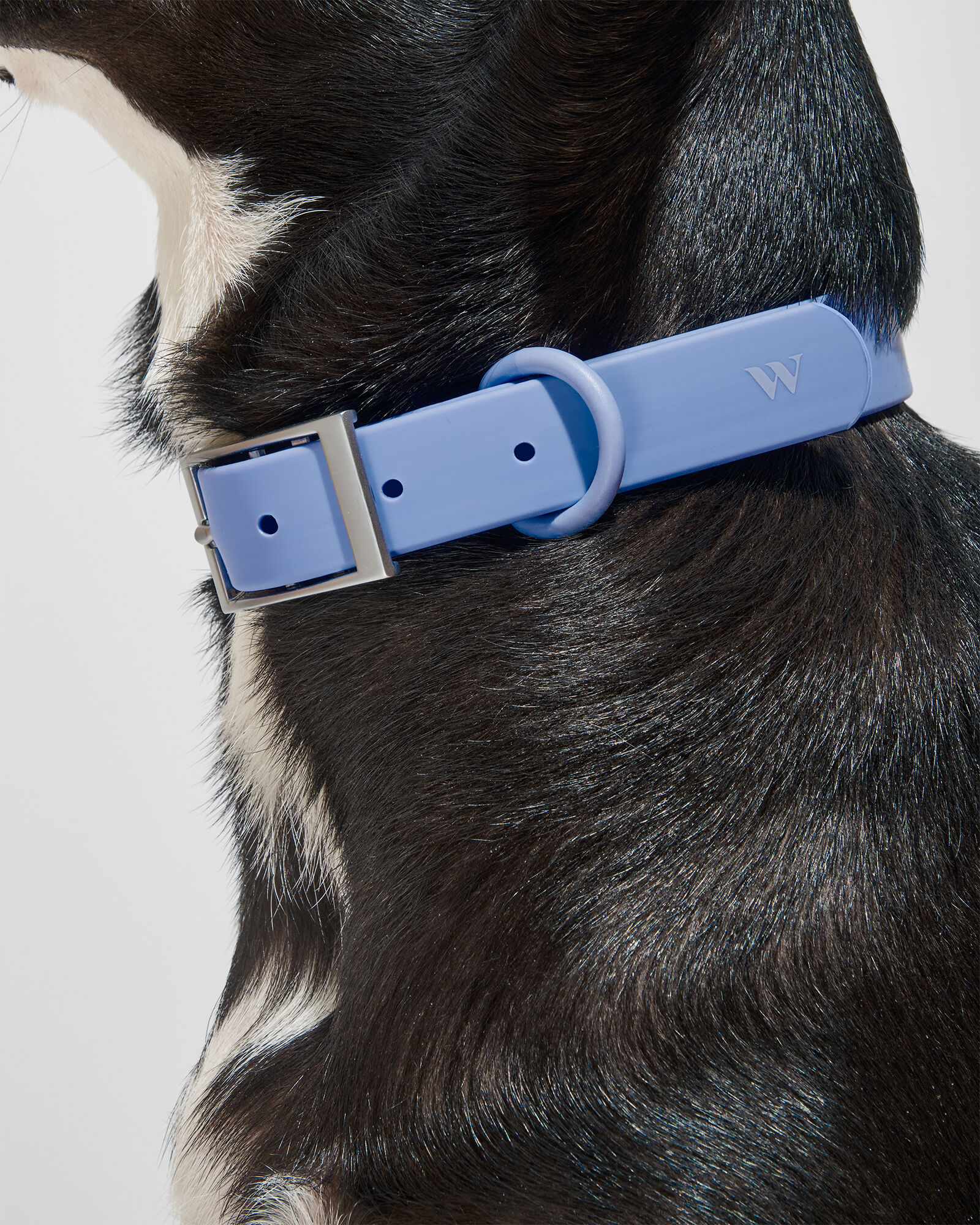 Wild One Collar