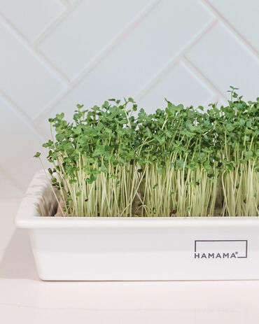Hamama Super Salad Mix Grow Kit